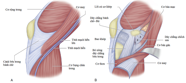gân cơ may và cơ thon